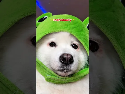 You’re doing me the ✨CONCERN✨ Bestie 😨 #dogshorts #cutedog #pets #funny #samoyed #dog #puppy #cute