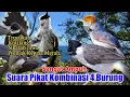 Download Lagu Suara Pikat BURUNG TRUCUKAN. KUTILANG. SIKATAN JAWA. PRENJAK KEPALA MERAH. Paling Andal..