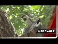 A bird nest a city fine and a federal law San Antonio homeowner caught in the middle