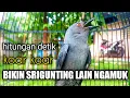 Download Lagu HITUNGAN DETIK !! Srigunting Manapun PASTI IKUT Gacor Terpancing EMOSI | srigunting abu abu gacor