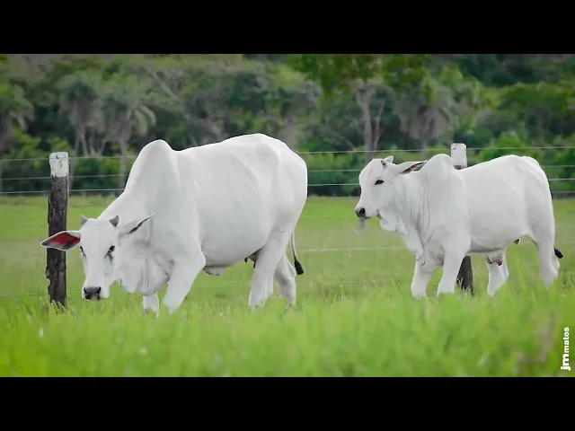 Matriz Nelore AFOM - 4341