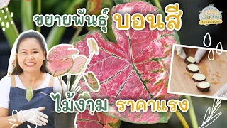 สอนขยายพันธุ์บอนสีด้วยการผ่าหัว | Urban Gardening ปิ๊ง! ไอเดียปลูก