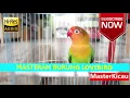 Master Lovebird 2 Jam Ngekek Panjang 2018
