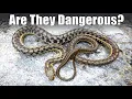 Are Garter Snakes Dangerous