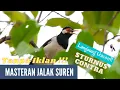 Download Lagu Masteran Burung Jalak Suren TANPA IKLAN!!