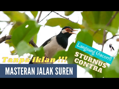 Download MP3 Masteran Burung Jalak Suren TANPA IKLAN!!