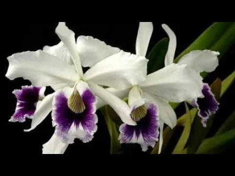 COMO PLANTAR UMA ORQUÍDEA CATTLEYA DE FORMA CORRETA