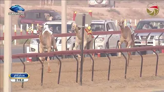 حقاقة للقبائل المرموم 15 9 2023 ش14 سليماني لـ حمد محمد علي بن عويمر الدرعي 2 59 5 