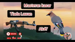 masteran kasar masteran sniper edian masteran rapet dengan jeda masteran langka dan cerdas