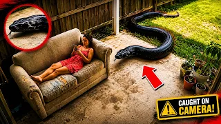 Terrifying Snake Encounters Caught On Camera