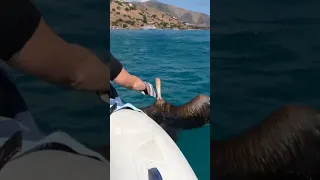 Unforgettable Sailboat Adventure: Rescuing a Vulture #sailboat #vultures #rescue