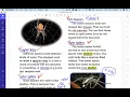 Download Lagu Animal Architect