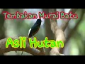 Lagu Tembakan Murai Batu asli Hutan/pancingan murai batu ngotot dan emosi