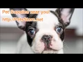 Pet Store Near Me PetsStore net