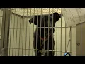 Humane Society of Southwest Missouri offering discounted adoption fees