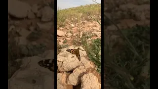 الفكر يا إنسان لو اطلقته متأملا في قدرة الرحمن 