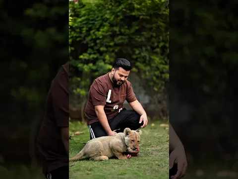 Little Lion Cub Doesn't Wants to Share his Food | Nouman Hassan