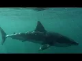 Myths Of The Great White FULL LENGTH MagellanTV
