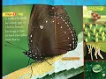Caterpillar to Butterfly by Laura Marsh