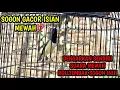 Download Lagu SOGON GACOR NGLEPER BONGKAR ISIAN MEWAH // MASTERAN MEWAH SOGON PAUD IJOAN TROTOL GAMPANG MASUK❗