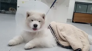It's Been a While... An Update on Mocha & Wooyoo