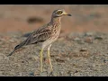 Download Lagu 5. Stone Curlew