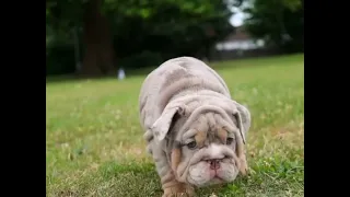 Bulldogs are the cutest !