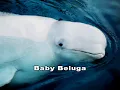 Baby Beluga