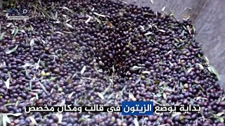 مراحل عصر الزيتون وتحويله لزيت طبيعي 