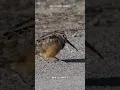 Download Lagu Burung Woodcock dengan perilakunya yang unik | @buhariAbs