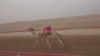 الشوط 8 الشامخ للسيد خلفان بخيت فطيس المنصوري توقيت 9 53 19 