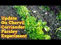 Update On Chervil Corriander And Parsley Germination Frost Resistance Dig Allotment