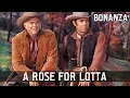 Download Lagu Bonanza - A Rose for Lotta | Episode 01 | Western Series | FULL EPISODES | English