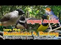Download Lagu Suara Pikat Kombinasi Pilihan. Kutilang. Sikatan Kipas. Sogon. Prenjak. 💯% AMPUH..