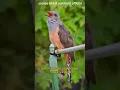 Download Lagu HOROR‼️BURUNG KEMATIAN SUARANYA BIKIN MERINDING😭 #shorts