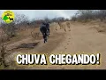 Lagu Trovão e Chuva Surpresa na Roça! Gado no Piquete e Benção Chegando 🌧️🐂