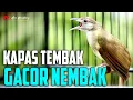 Download Lagu KAPAS TEMBAK GACOR NGEBREN NEMBAK