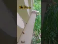 Download Lagu Honey Bees collecting early morning Pollen #shorts