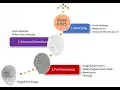 Matlab code for Fingerprint Recognition and Matching using Image Processing Fingerprint Detection