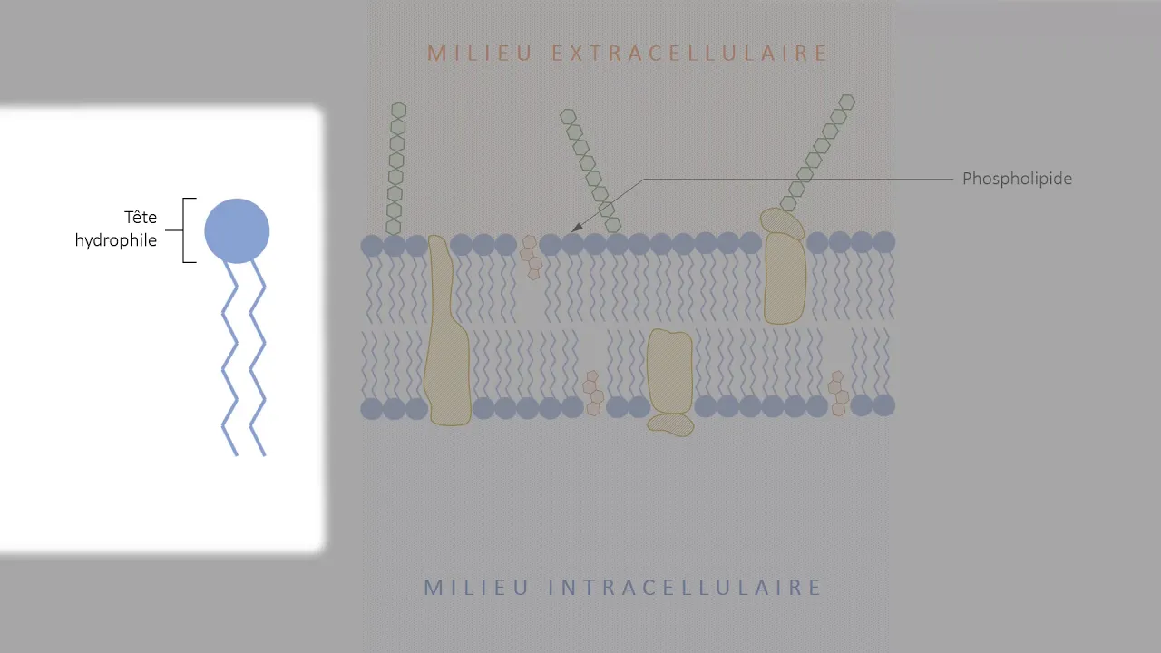 1ST2S - Organisation de la membrane plasmique