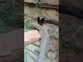 Download Lagu snake vs moniter lizard in the yard behind the house । #snake  #shorts #birds