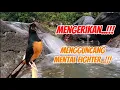 Download Lagu Tembakan mengerikan untuk pancingan burung malas bunyi, stress dan mental drop