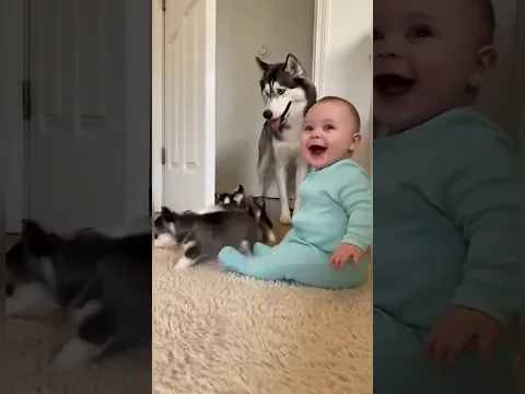 Husky family