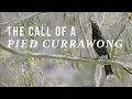The call of a Pied Currawong in the mountains