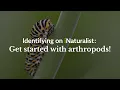 Start learning how to identify insects arachnids and more Identifying on iNaturalist Part 3