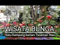 Download Lagu Wisata Bunga, Satu Kampung Bertani dan Jualan Tanaman Hias | omded jalan - jalan #79
