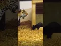 Download Lagu Jaguar cub cuteness! ❤️ #shorts