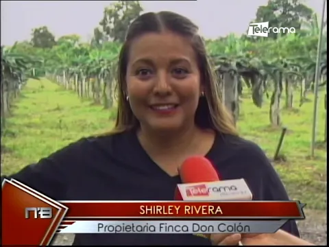 Tea: Pitahayas de exportación de finca Don Colón