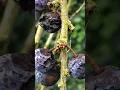Download Lagu Blackthorn (Prunus spinosa) - fruit \u0026 branch - October 2017