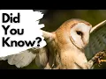 Things you need to know about BARN OWLS